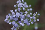 Ivyleaf thoroughwort